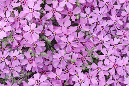 Small purple phlox flowers. natural backgrounds and texturesの写真素材