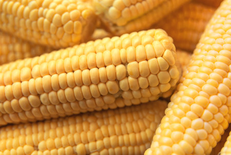Peeled cobs of sweet corn. agricultural products and food