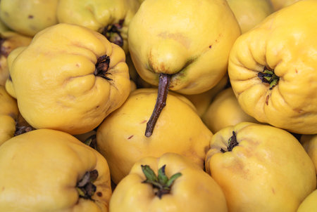 Ripe apple quince. Fruits and berriesの写真素材