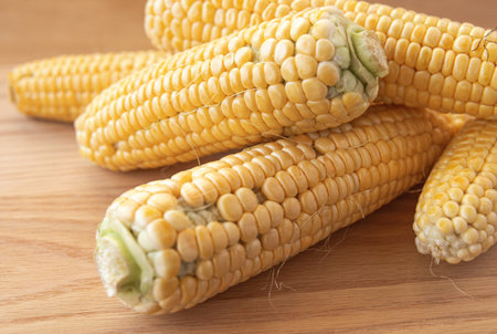 Fresh feed corn cobs. Animal feed corn. Agricultural products and food