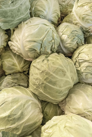 Fresh green cabbage lie in a heap on market tray. Vegetables and fruits