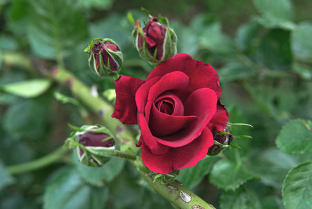 Rose of dark reddish-purple color surrounded by unopened buds on green blurred background. Flowers and plants