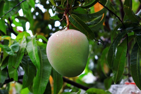 R2E2, One kind of Mango on the branch of a tree 
