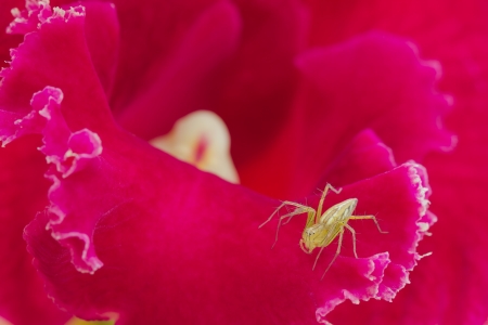 Spider on pink Corolla の写真素材