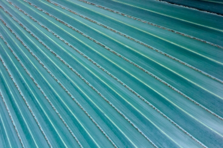 Abstract Palm leaf texture background