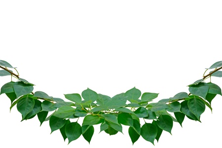 Green leaves on white background with work path
