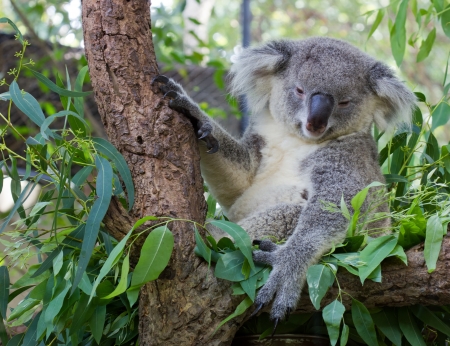 Sleepy koala の写真素材