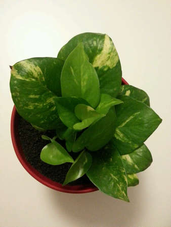 green plant in the potの素材