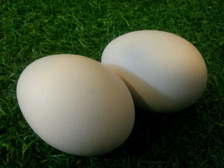 Two eggs on the grass