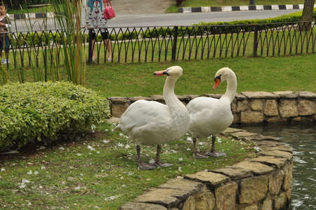 Two domestic geese at the side of small pondのeditorial素材