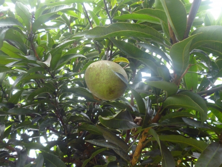 green mango, mango tree, green, outdoor, bright day