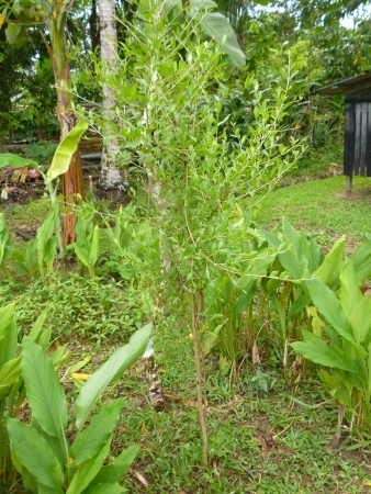henna tree stock photoの写真素材