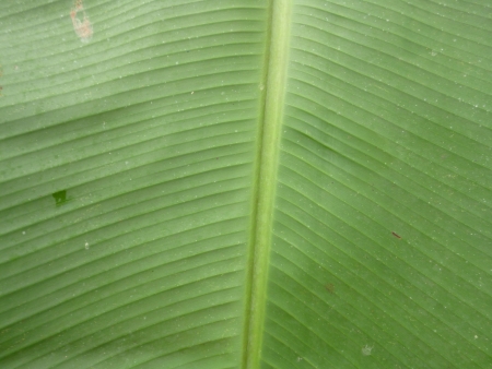 banana leaf close up stock photoの写真素材