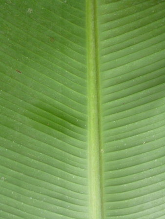 banana leaf close up stock photoの写真素材