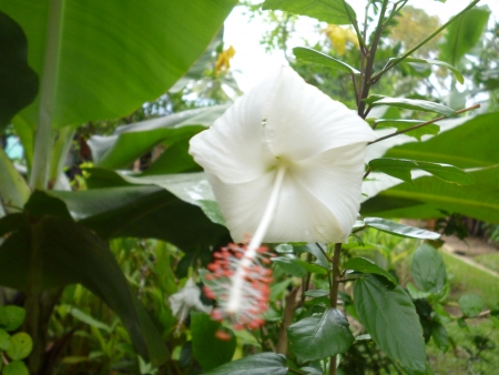 beautiful white hibiscus surrounded by the green leafs の写真素材