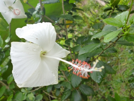 beautiful white hibiscus surrounded by the green leafs の写真素材