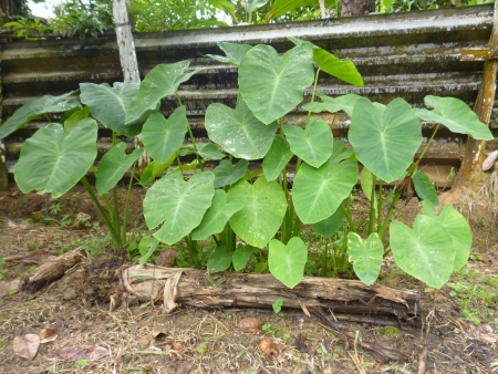 taro leafs from the side viewの写真素材