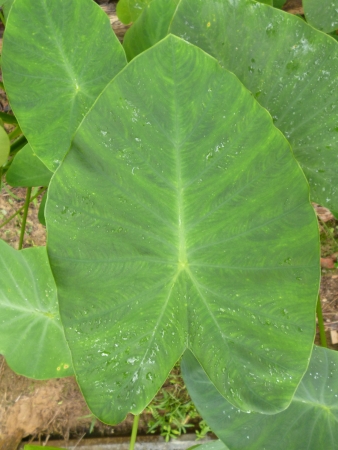 taro leaf from the top view angle imageの写真素材