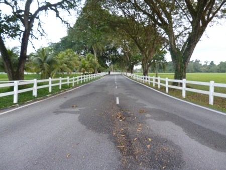 beautiful green scenery, horse farmの写真素材