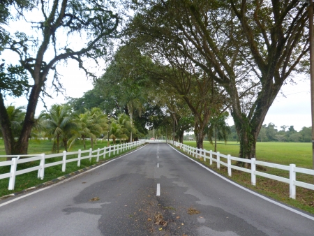 beautiful green scenery, horse farmの写真素材