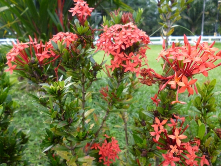 beautiful red ixora rosea, close up, flowerの写真素材