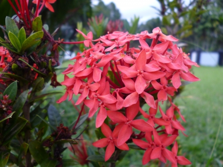 beautiful red ixora rosea, close up, flowerの写真素材