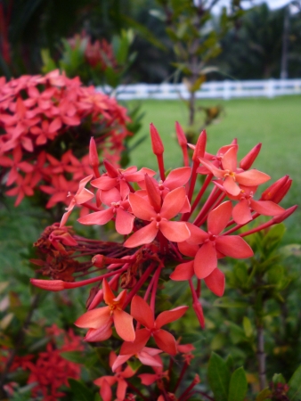 beautiful red ixora rosea, close up, flowerの写真素材