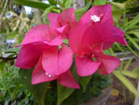 bouganvilla, red, close upの写真素材
