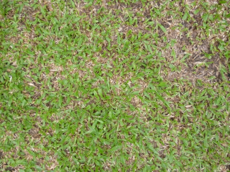 wet grass after rain imageの写真素材