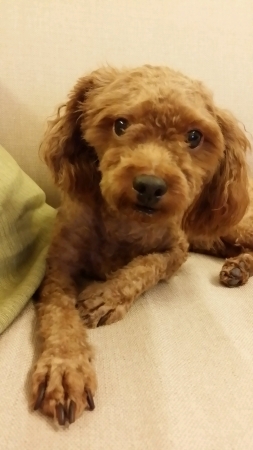 Brown poodleの素材
