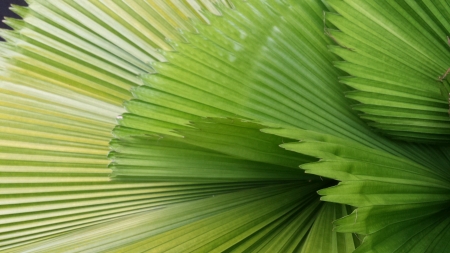 Close up of green leavesの素材