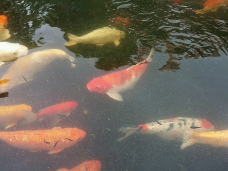 Group of koi fish swimming in a pondの素材