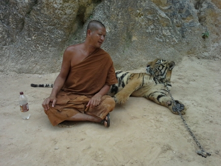 Buddhist monk and his tiger at tiger tample kanchanaburyの素材