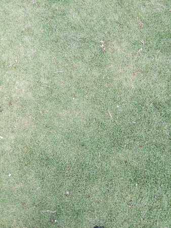 Green grass on the groundの素材