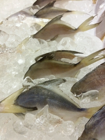 Angel fish head stuck in ice lol の素材