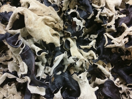 Raw and fresh chinese mushroom mu erの素材