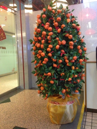 Mandarin Orange Tree in front of hotel foyer for Chinese New Year 2014 decorationの素材