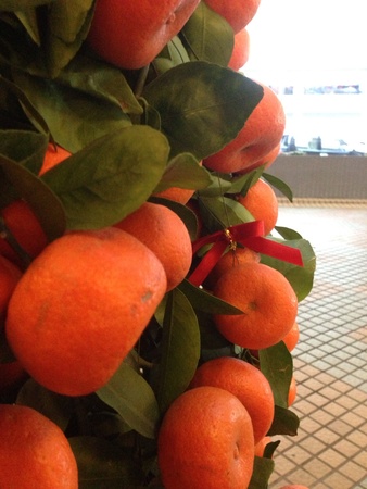 Close up juicy mandarin orange plant 2014 Lunar New Year decorationの素材