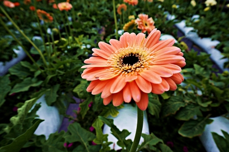 Pink Daisyの写真素材