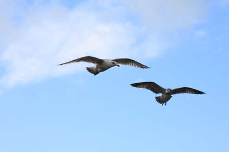 Pair of Seagulls flying