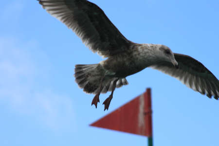Seagull flyingの写真素材