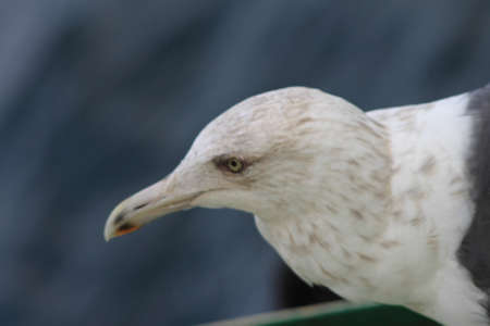 Closeup of seagullの写真素材