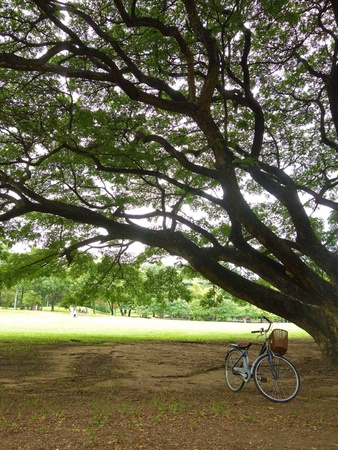 Bicycle with big treeの素材