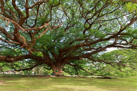 Giant Mimosa tree in Thailand