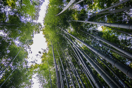 Kyoto bamboo forestの写真素材