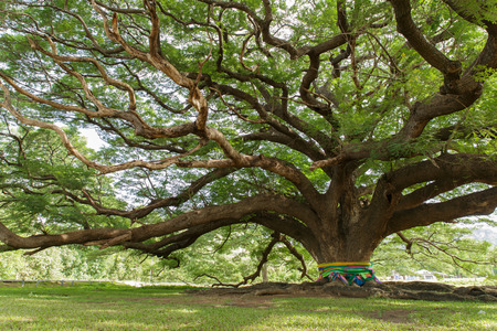 Big Mimosa tree in Thailandの写真素材