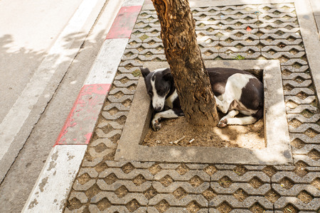 Thailand street dogの写真素材