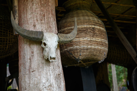 buffalo headの写真素材