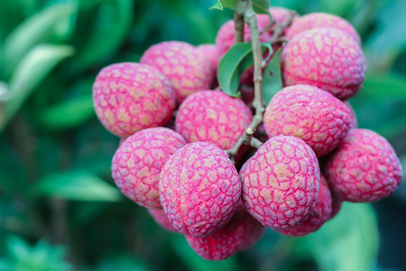 A bunch of red Lycheeの写真素材