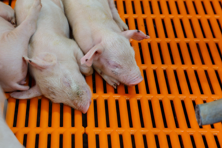 Piglet sleeping in pig farmの写真素材